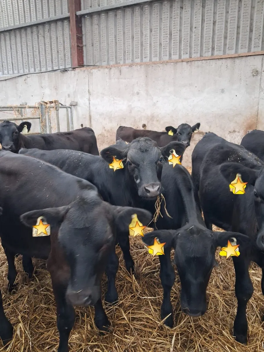 50 AA WEANLINGS- BULLS & HEIFERS - Image 1