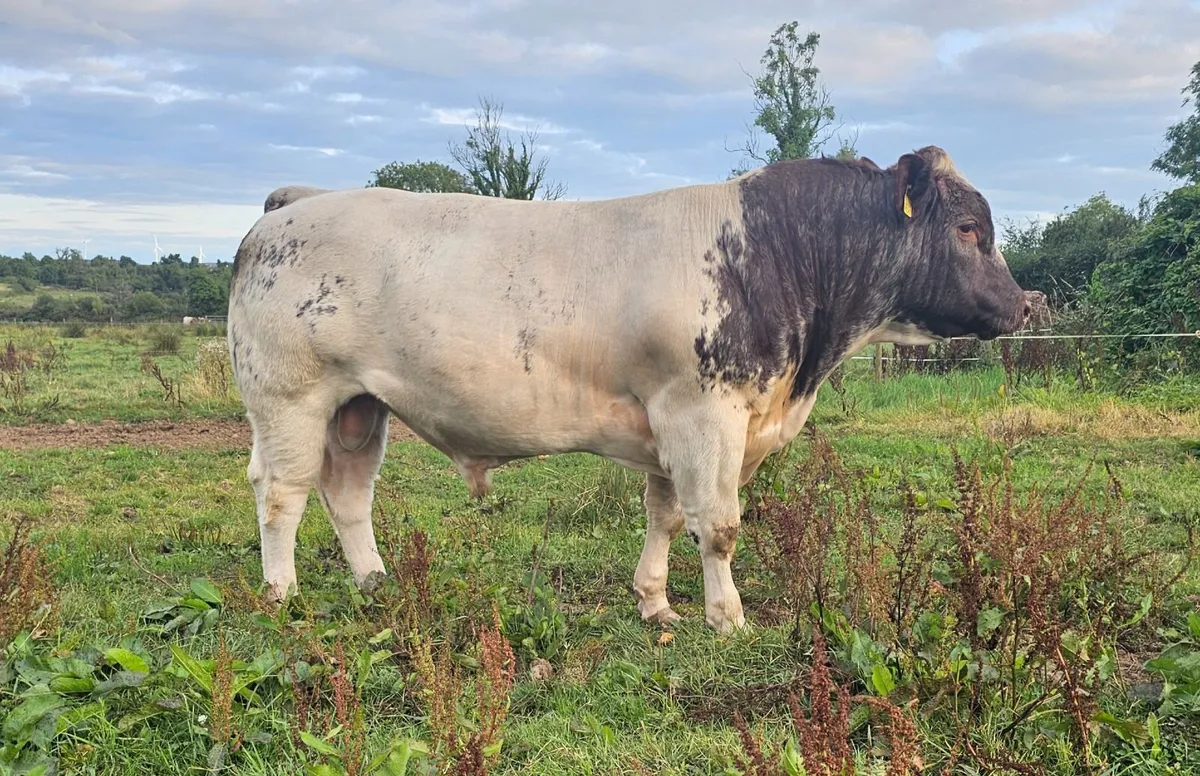 Impressive Pedigree Reg Beef Shorthorn Bull - Image 2