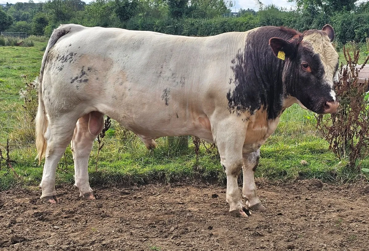 Impressive Pedigree Reg Beef Shorthorn Bull - Image 1
