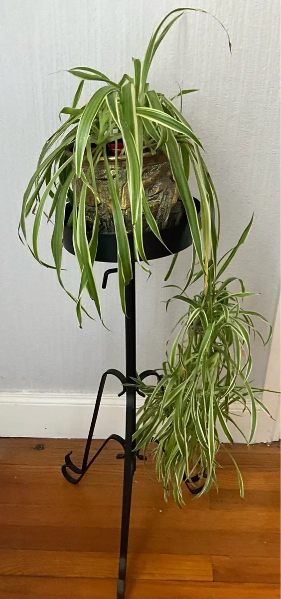 Black Metal Pedestal Stand. Plant/Candle Holder - Image 2
