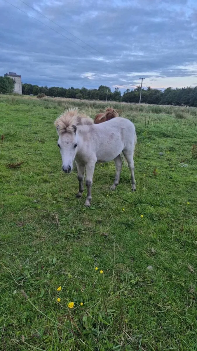 Miniature Colt - Image 1