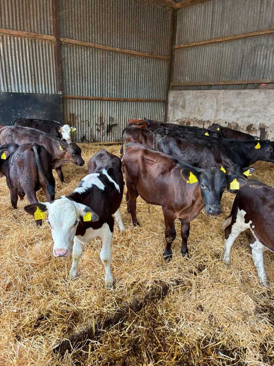 Reared bulls - Image 1