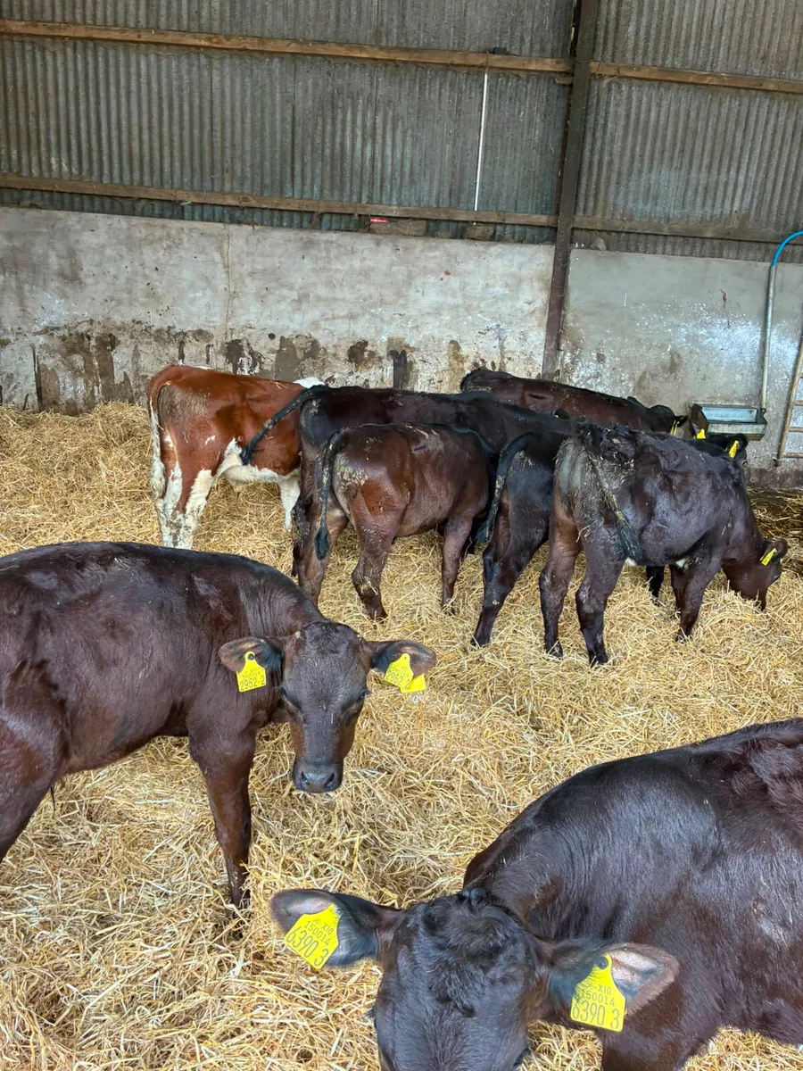 Reared bulls - Image 2