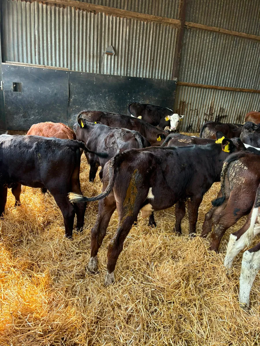 Reared bulls - Image 4