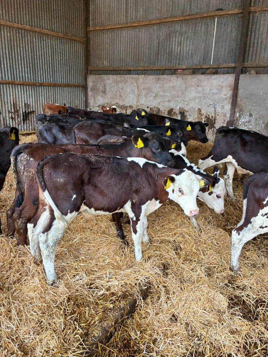 Reared bulls - Image 3