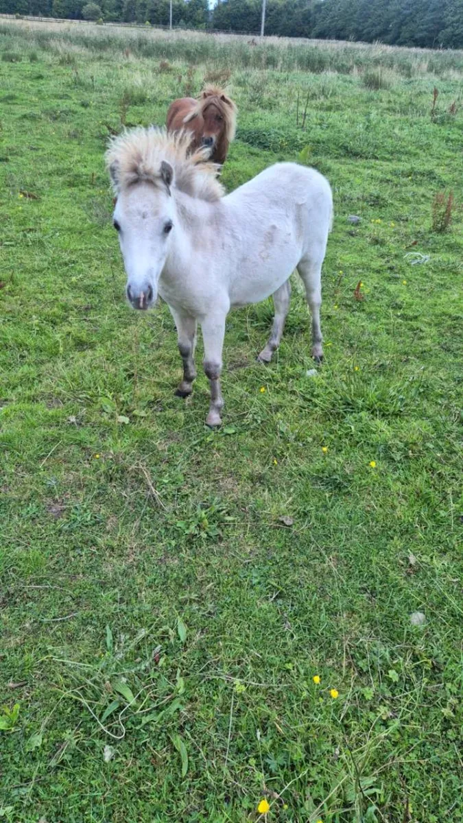 Miniature Colt - Image 2