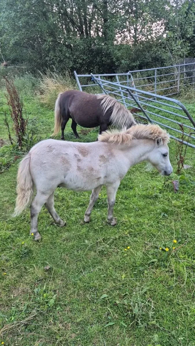Miniature Colt - Image 3