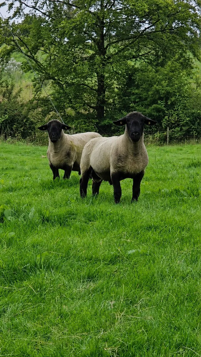 Suffolk X Hogget Ewes - Image 3