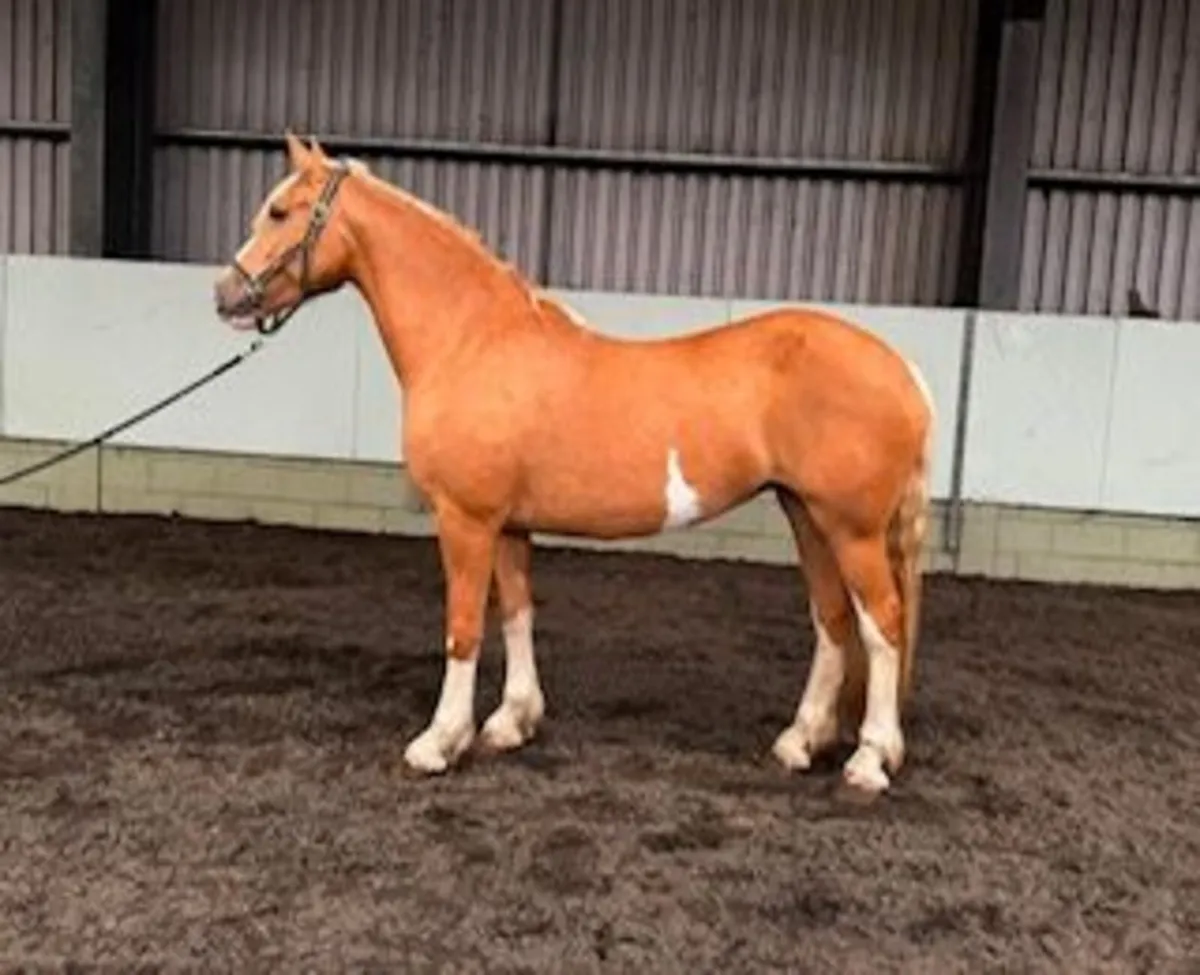 Stunning Palomino Mare - Image 2