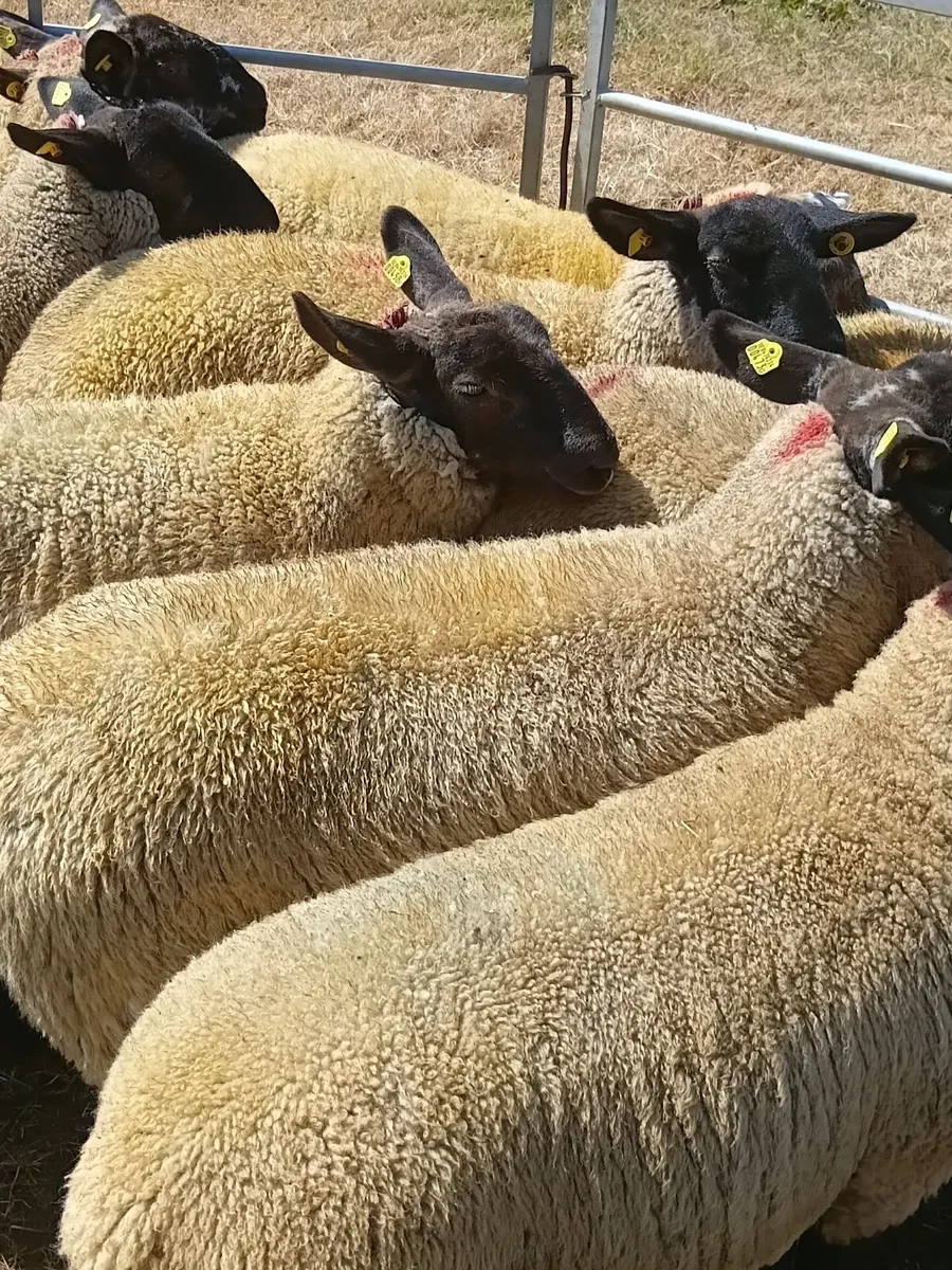 Suffolk cheviot cross ewe lambs - Image 1