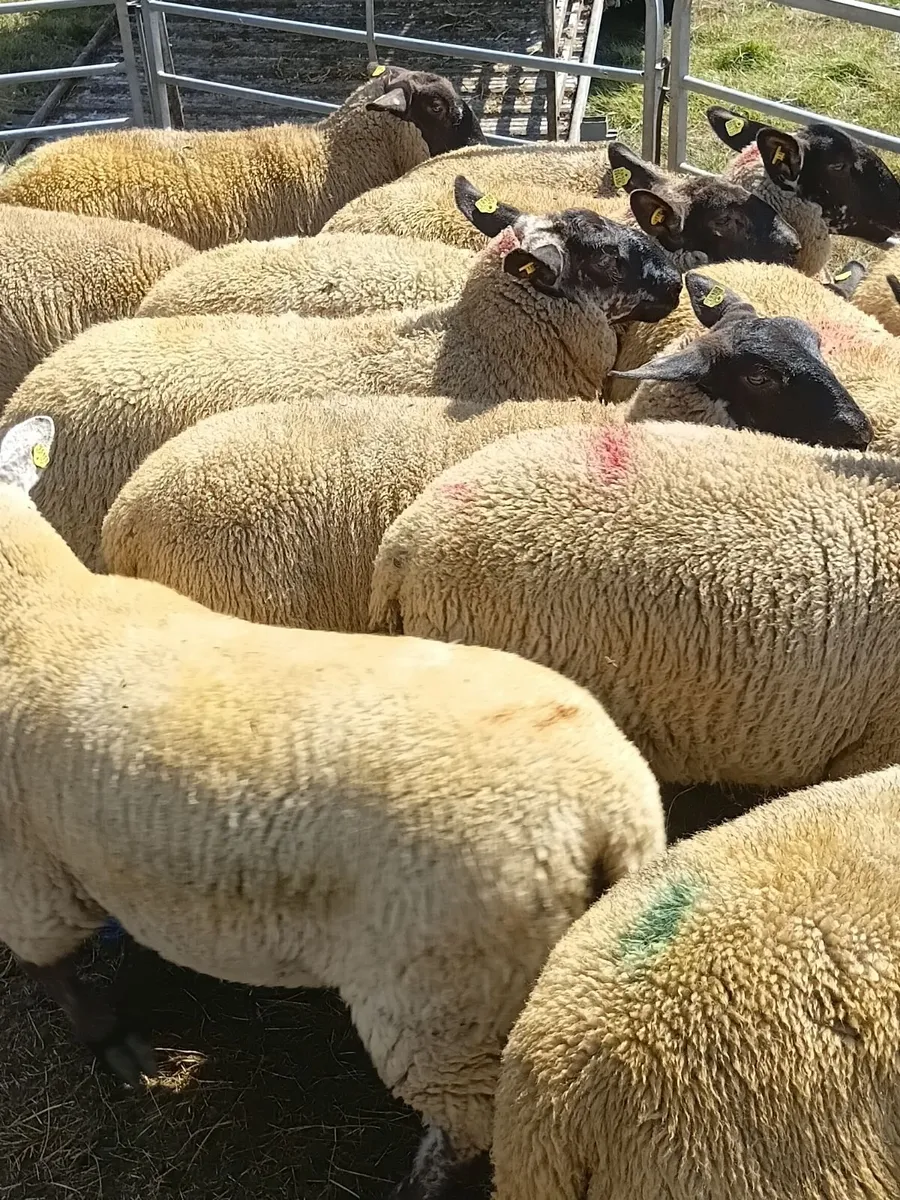 Suffolk cheviot cross ewe lambs - Image 2