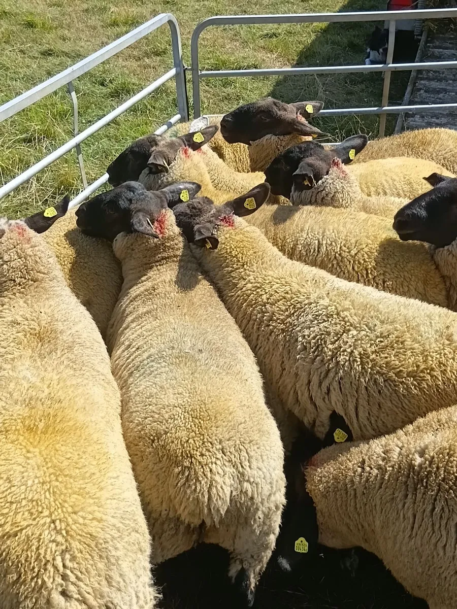 Suffolk cheviot cross ewe lambs - Image 3