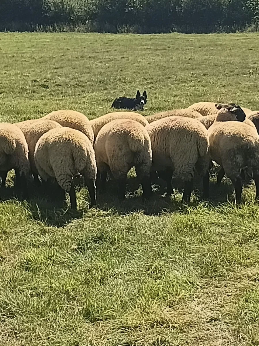 Suffolk cheviot cross ewe lambs - Image 4
