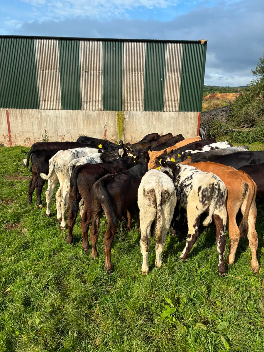 Bulls - Image 4