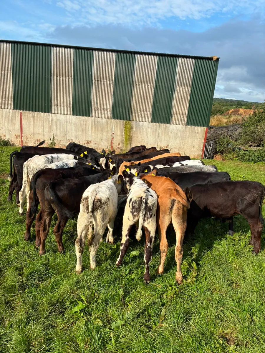 Bulls - Image 1