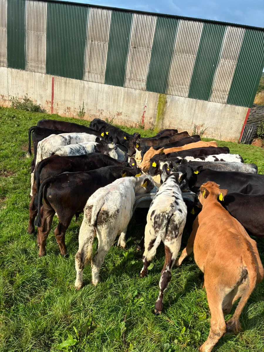 Bulls - Image 2