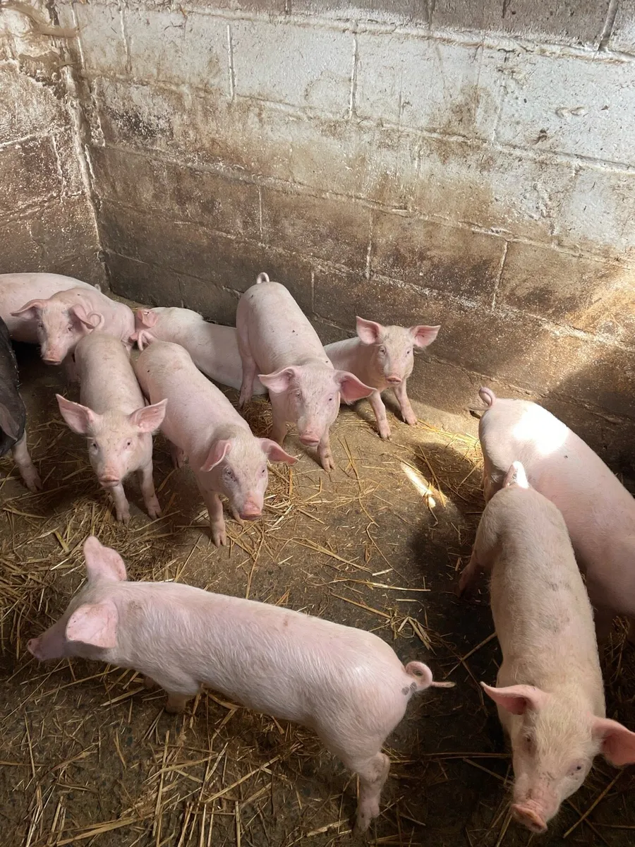Pigs - Image 1
