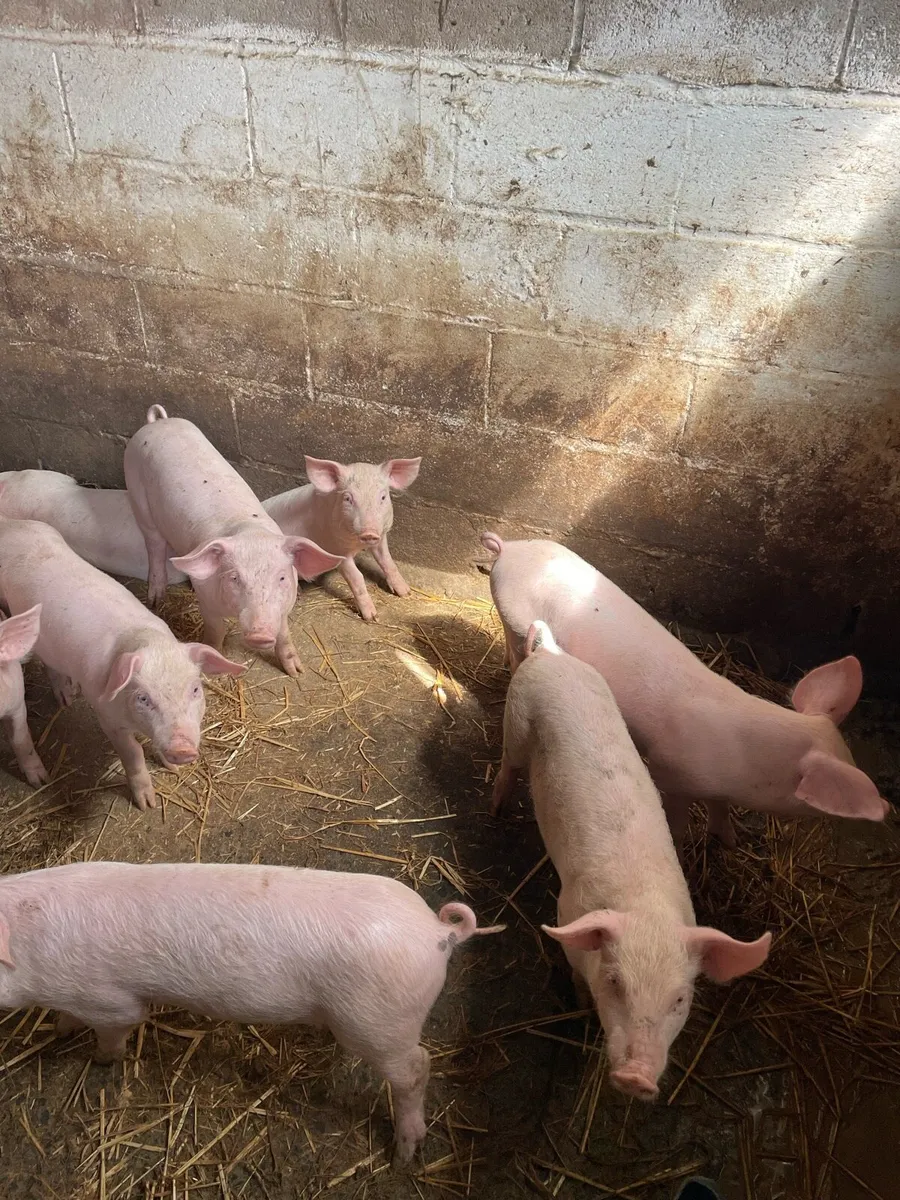 Pigs - Image 2