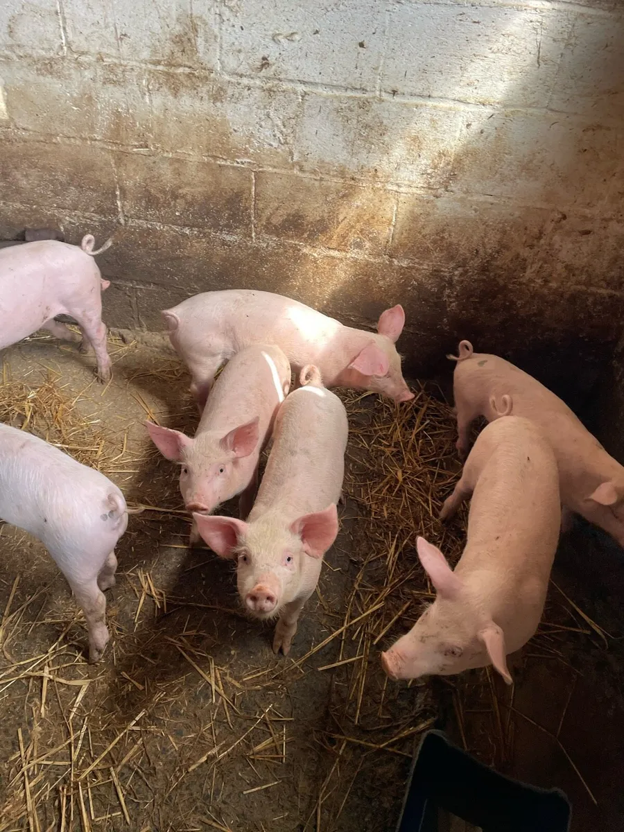 Pigs - Image 4