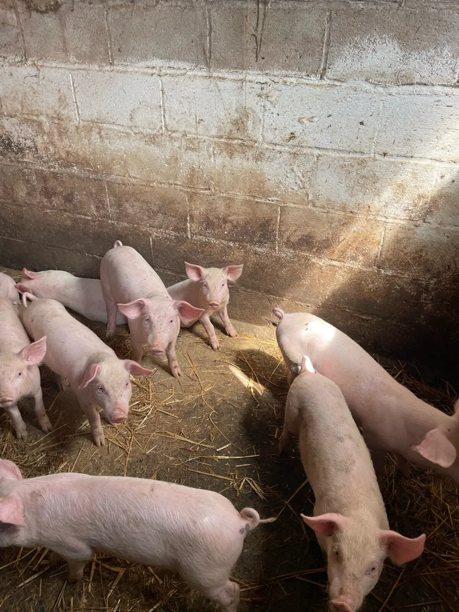 Pigs - Image 3