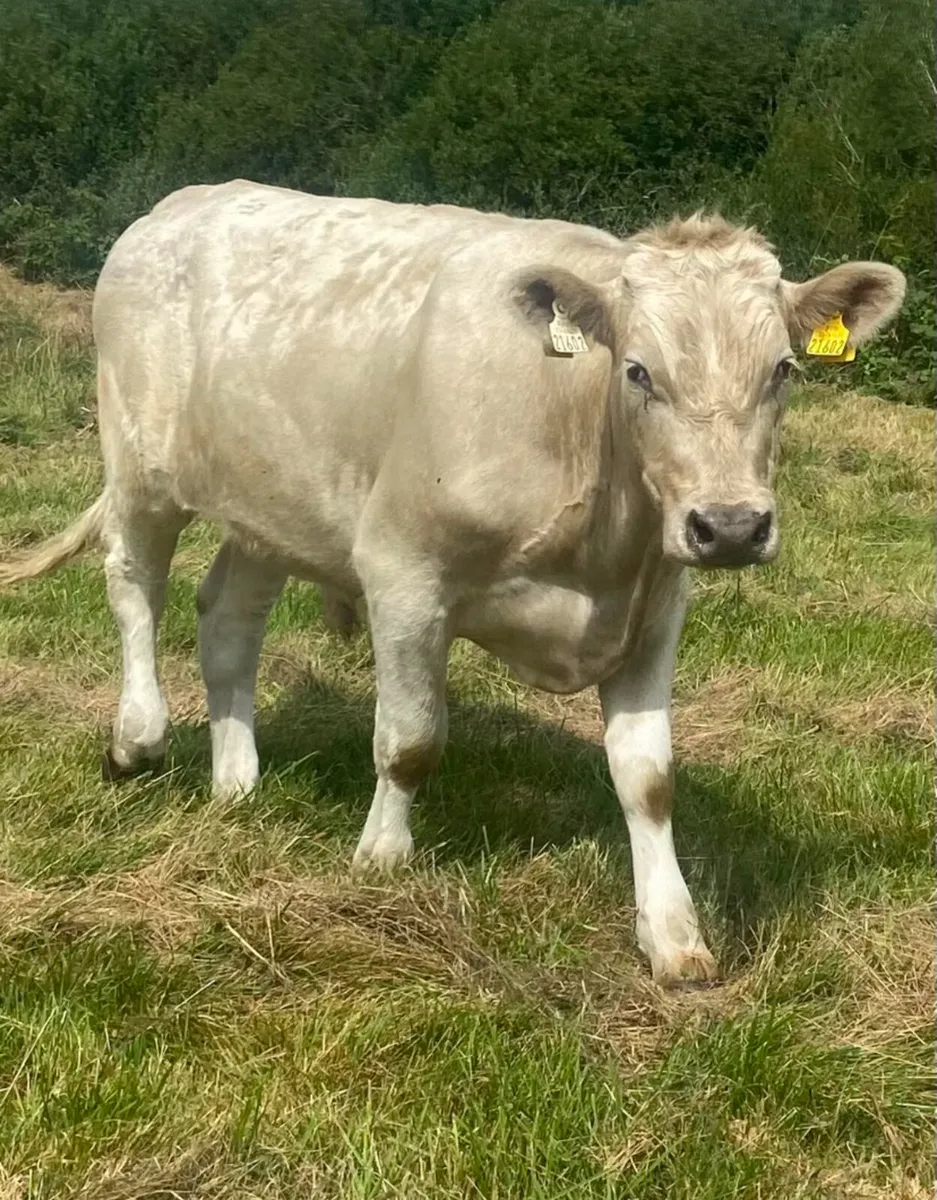 15 400/420kg store bullocks - Image 4