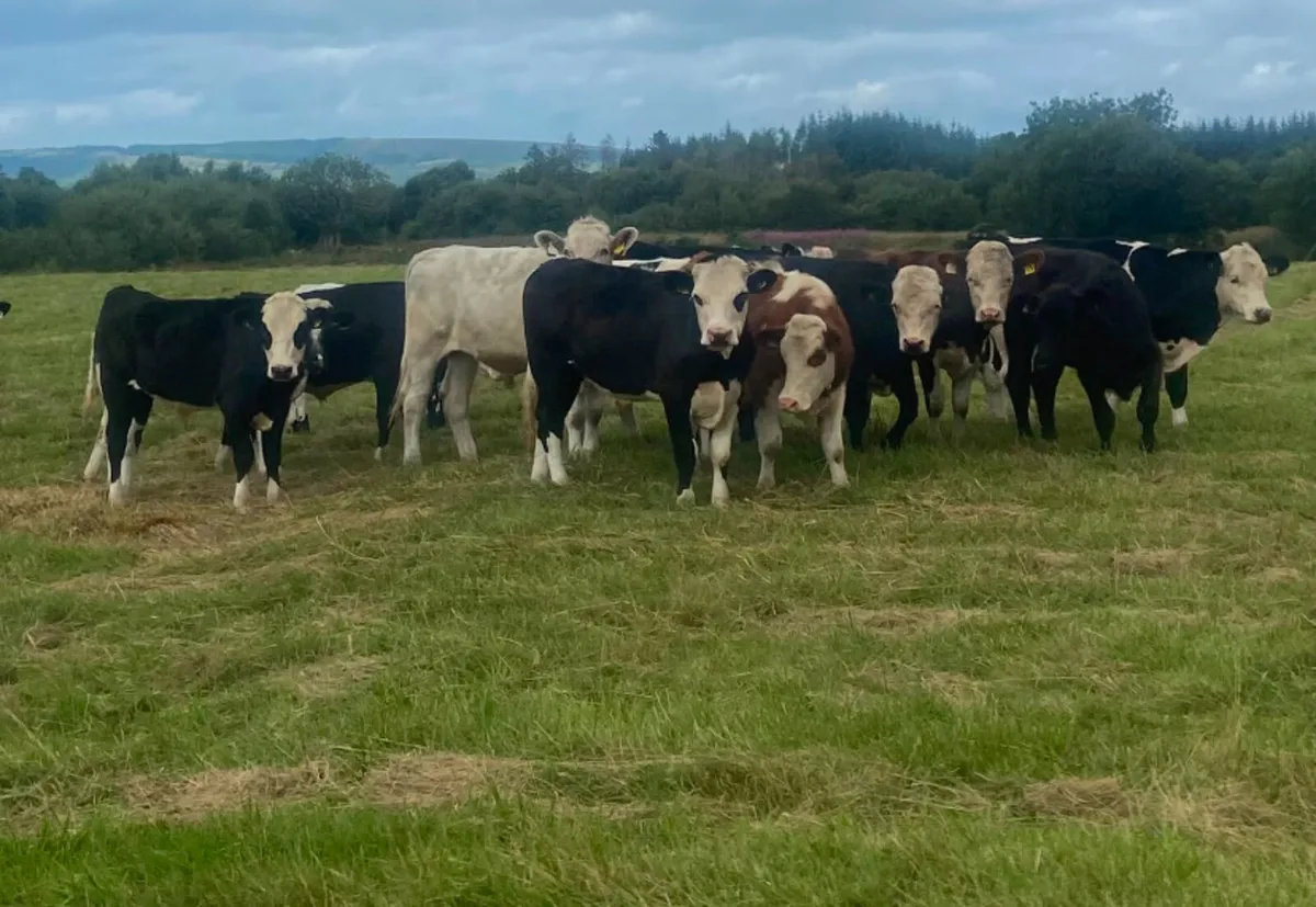 15 400/420kg store bullocks - Image 1