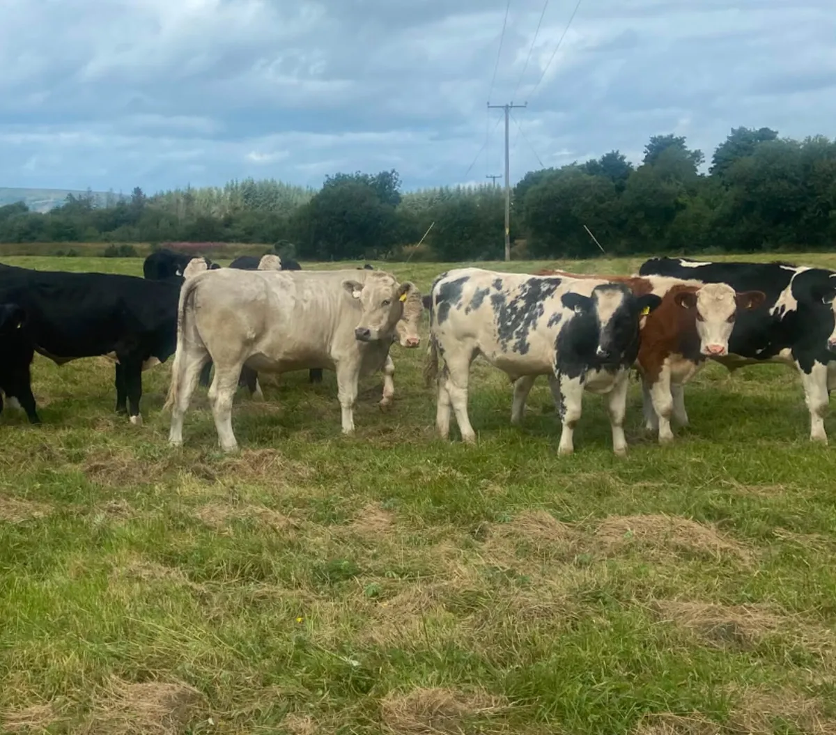 15 400/420kg store bullocks - Image 3