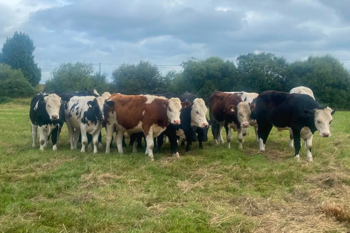 15 400/420kg store bullocks - Image 2