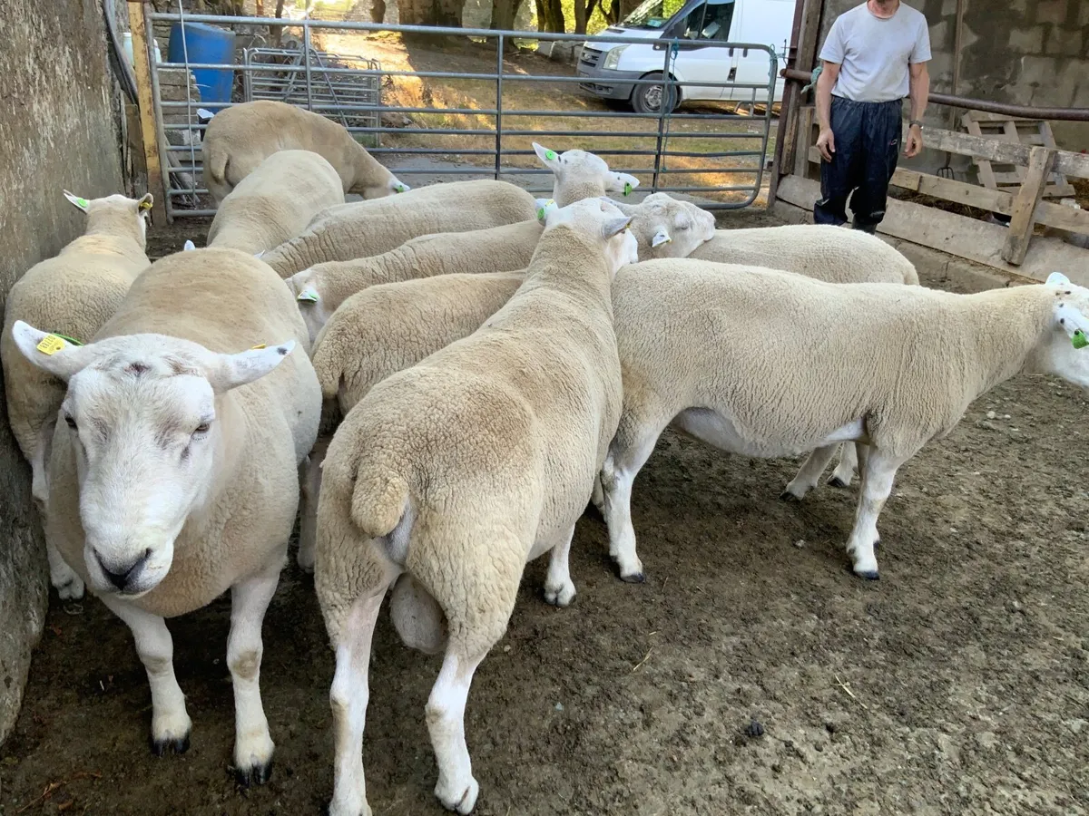 Lleyn Hogget Rams