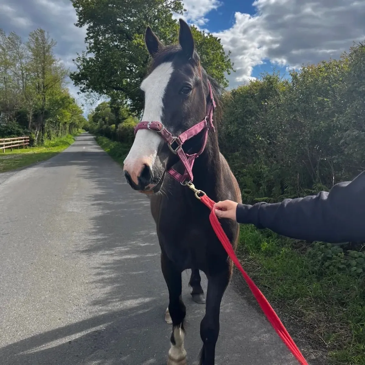 14’2 cob type pony - Image 1