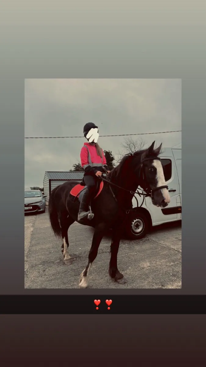 14’2 cob type pony - Image 2