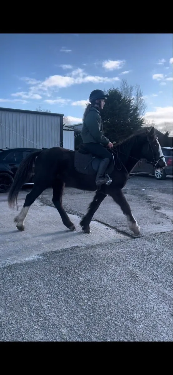 14’2 cob type pony - Image 3