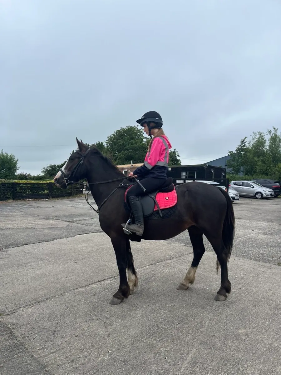14’2 cob type pony - Image 4