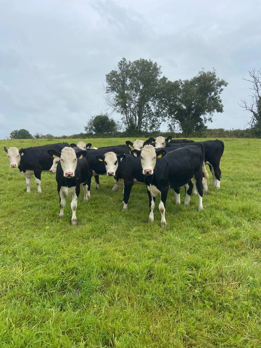 Hereford Heifers - Image 1