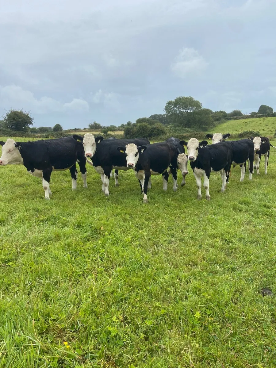 Hereford Heifers - Image 2