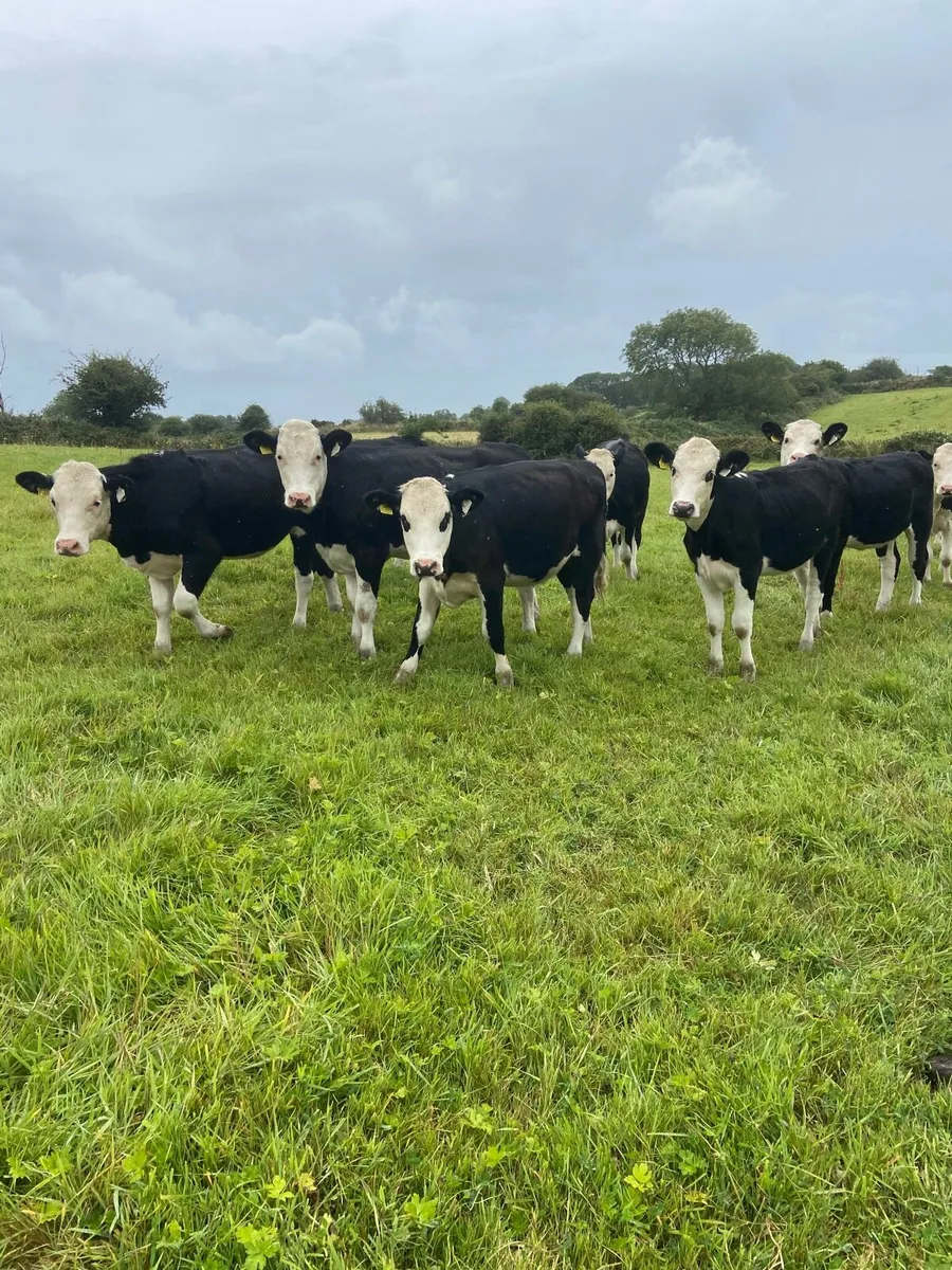 Hereford Heifers - Image 3