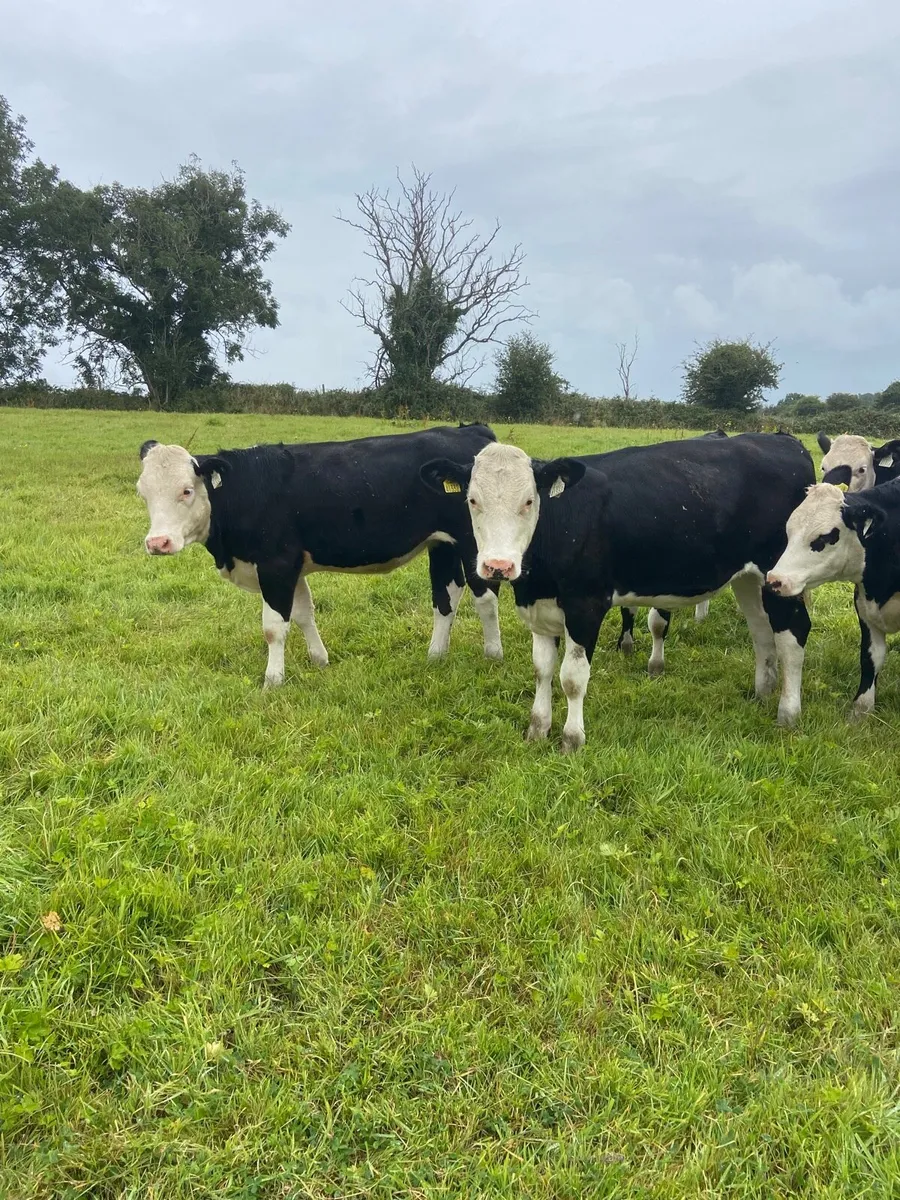 Hereford Heifers - Image 4