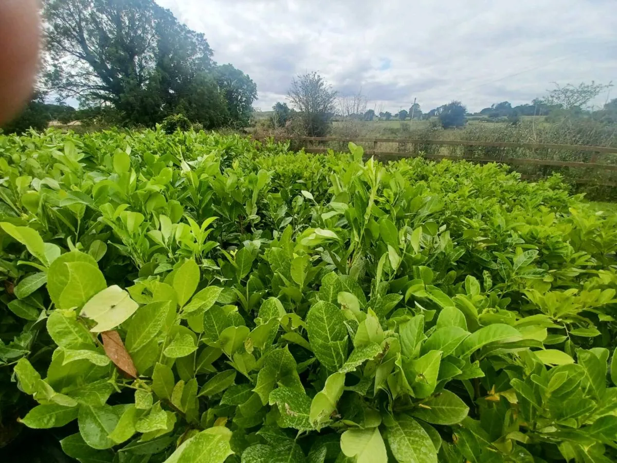 Laurel hedge - Image 3