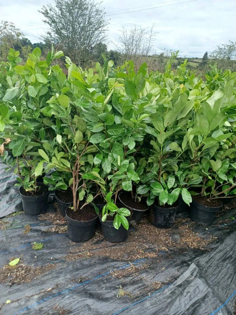 Laurel hedge - Image 4
