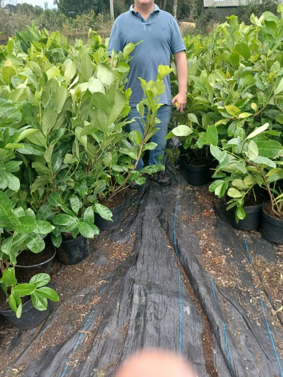 Laurel hedge - Image 1