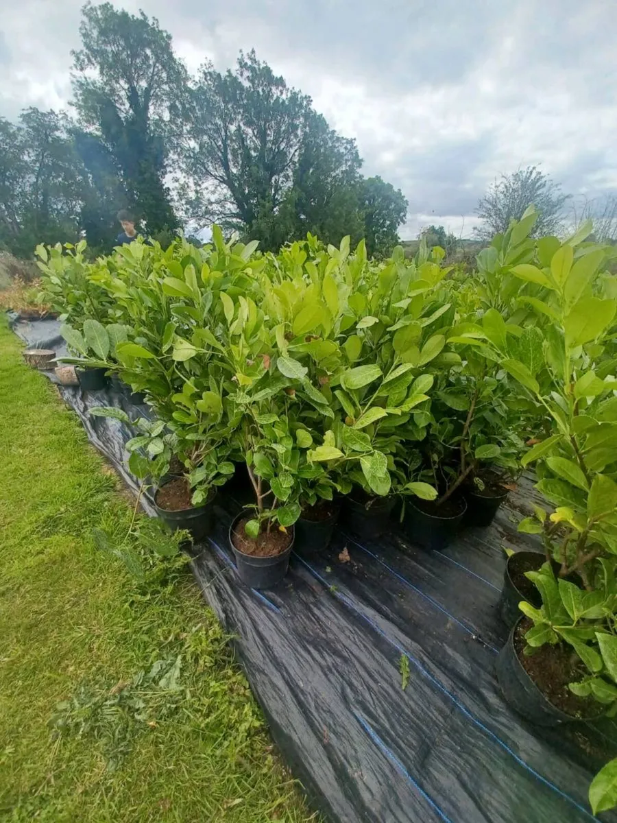 Laurel hedge - Image 2