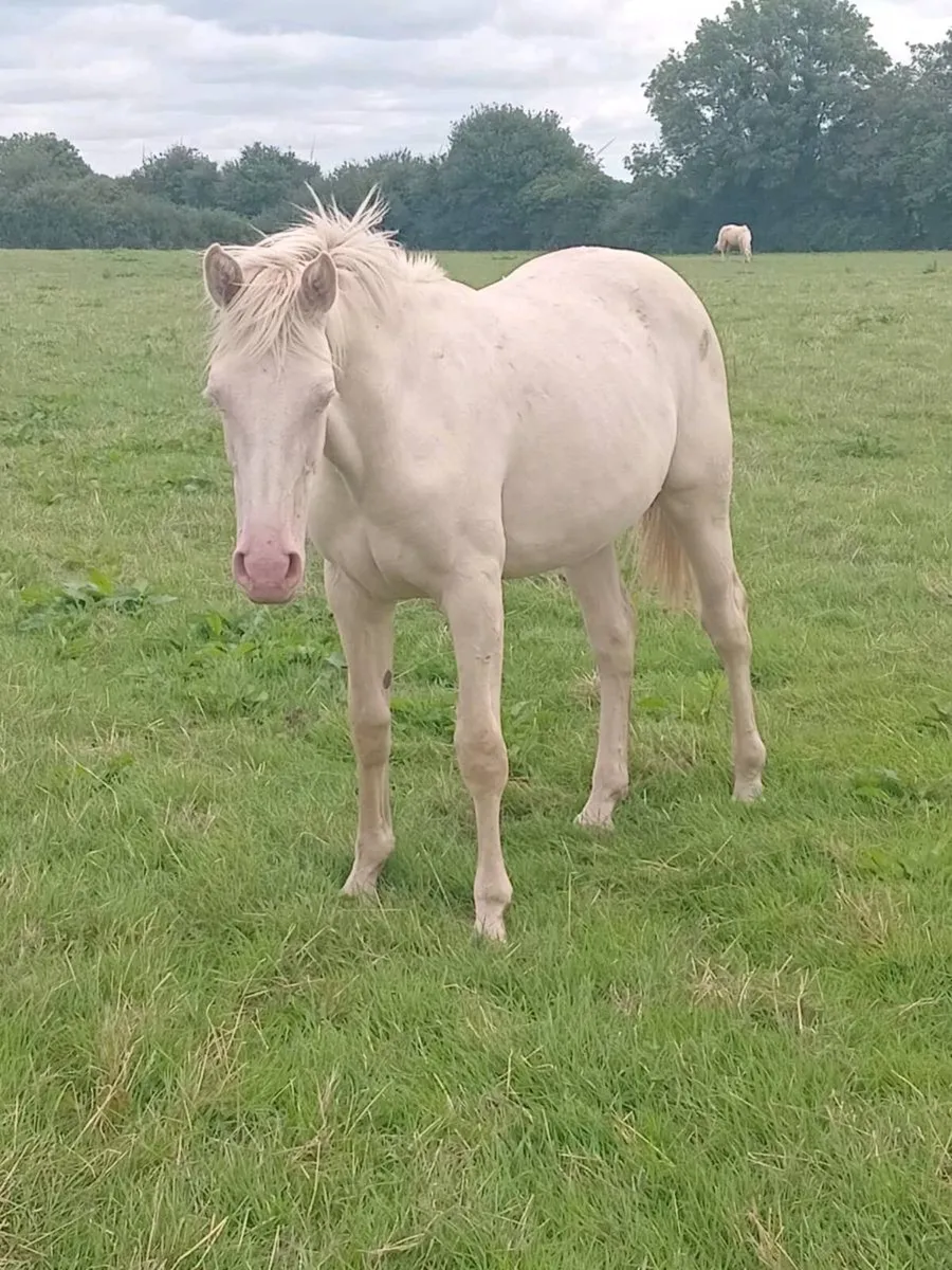 Yearling Cremello Filly - Image 1