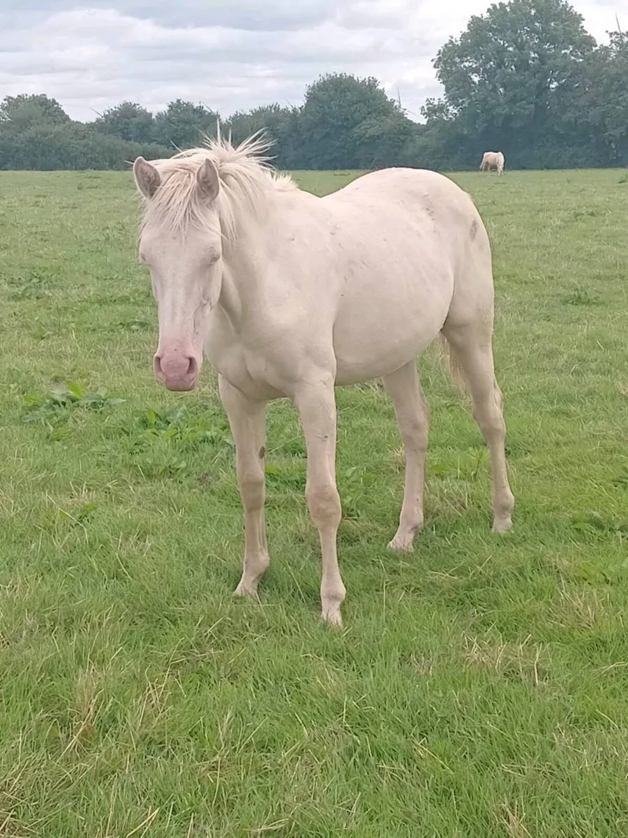 Yearling Cremello Filly - Image 2
