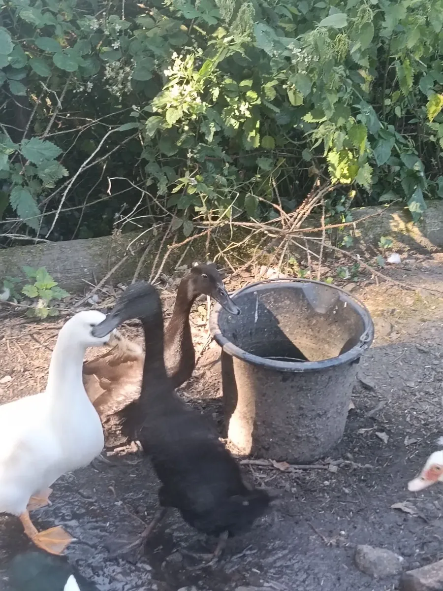 Aylesbury Indian runners muscoy ducks chickens - Image 1