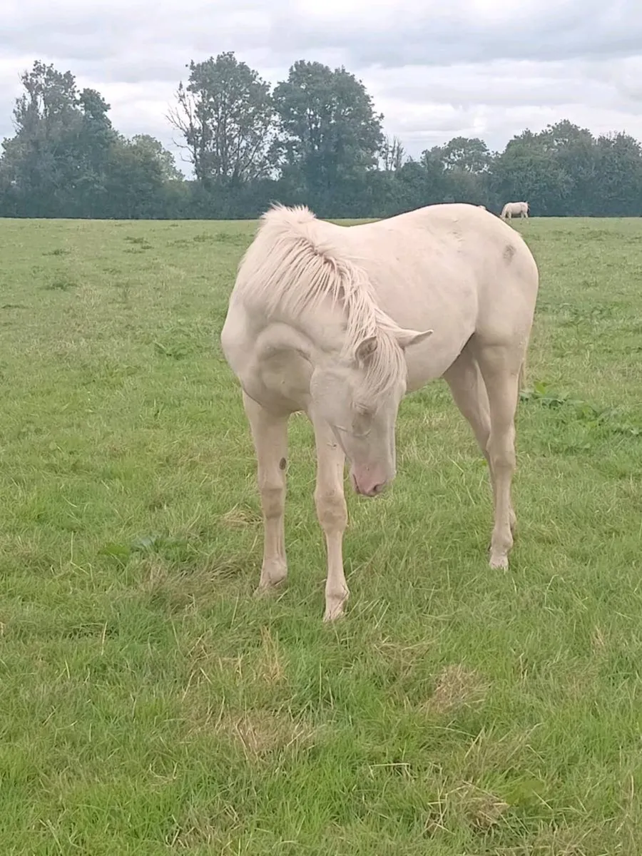 Yearling Cremello Filly - Image 3