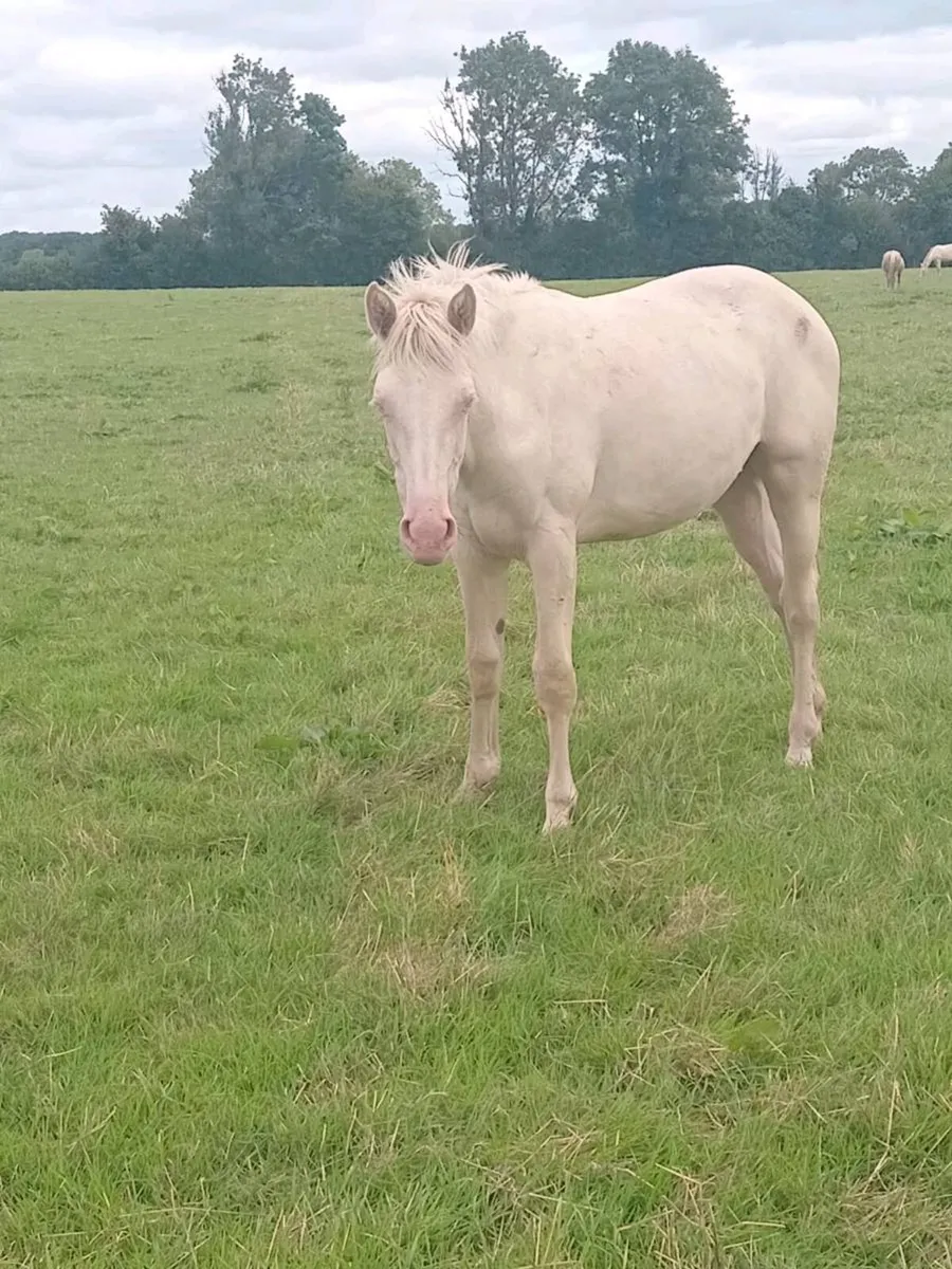 Yearling Cremello Filly - Image 4