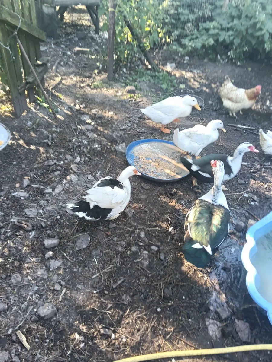 Aylesbury Indian runners muscoy ducks chickens - Image 3