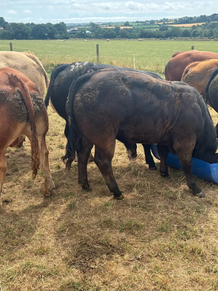 Special weanling E & U sale Carnew mart - Image 1