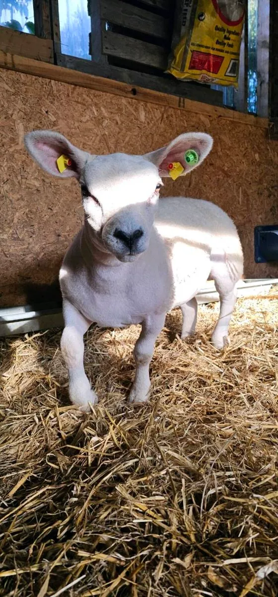 Texel Pedigree Registed Ewe Lambs for breeding - Image 3