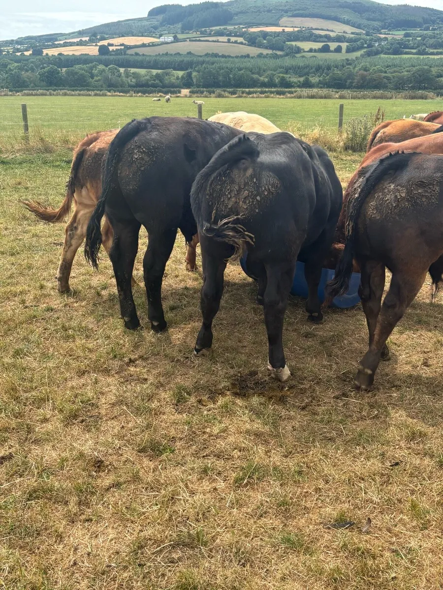 Special weanling E & U sale Carnew mart - Image 2